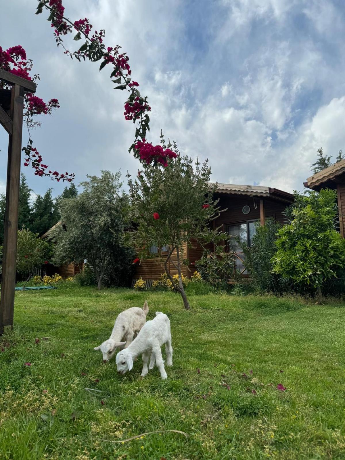 Em-Ba Butik Bungalov Demre Luaran gambar